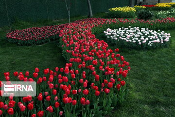 Tulips Fest in the Industrial Capital of Iran