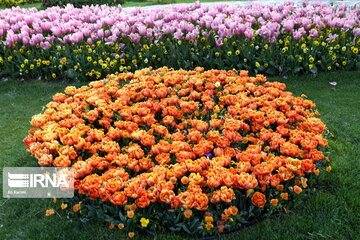 Tulips Fest in the Industrial Capital of Iran