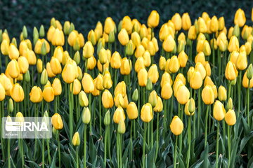 Tulips Fest in the Industrial Capital of Iran