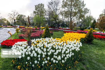 Tulips Fest in the Industrial Capital of Iran