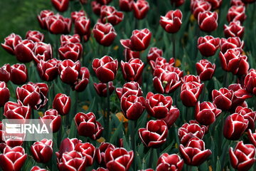 Tulips Fest in the Industrial Capital of Iran