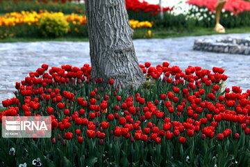 Tulips Fest in the Industrial Capital of Iran