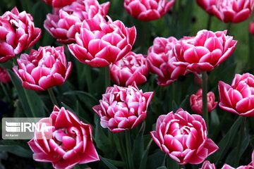 Tulips Fest in the Industrial Capital of Iran