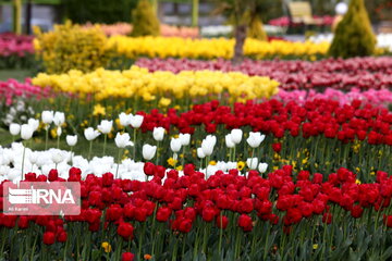 Tulips Fest in the Industrial Capital of Iran