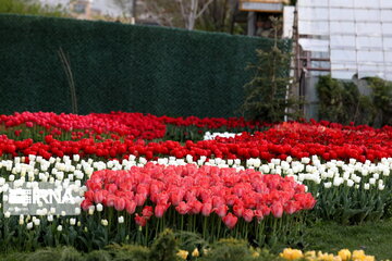 Tulips Fest in the Industrial Capital of Iran