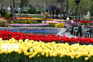 Tulips Fest in the Industrial Capital of Iran