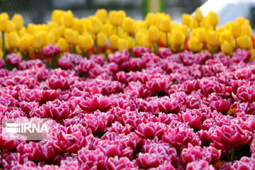 Tulips Fest in the Industrial Capital of Iran