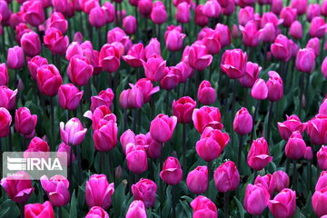 Tulips Fest in the Industrial Capital of Iran