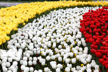 Tulips Fest in the Industrial Capital of Iran