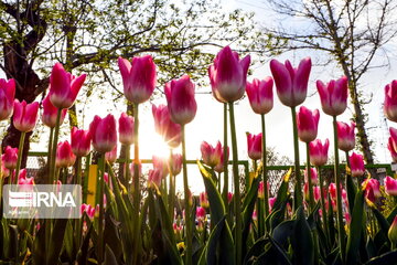 Tulips Fest in the Industrial Capital of Iran