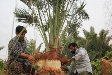 قربانی کردن نخل در خور و بیابانک