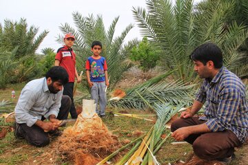 قربانی کردن نخل در خور و بیابانک