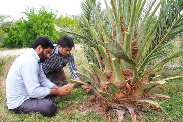 قربانی کردن نخل در خور و بیابانک