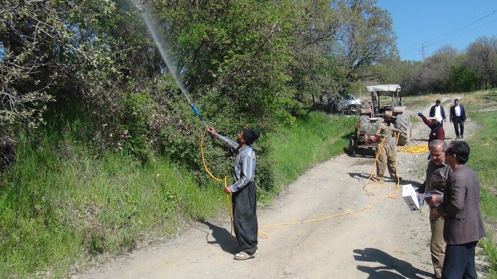 مبارزه با آفت جوانه خوار بلوط در جنگل‌های کردستان آغاز شد