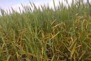 ۲ هزار و ۵۰۰ هکتار از مزارع گندم گلستان درگیر بیماری شد