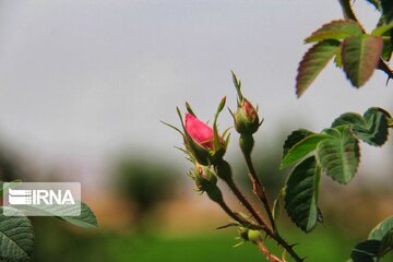 damask roses