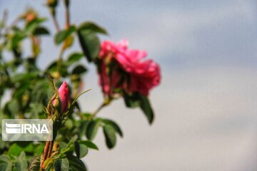 damask roses