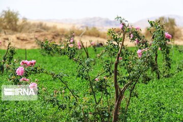 damask roses