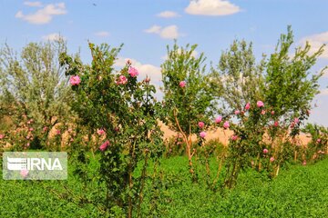 damask roses