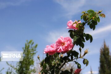 damask roses