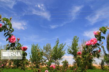 damask roses