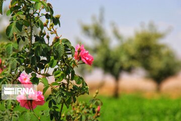 damask roses