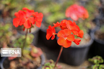 Showy flowers in northeastern Iran