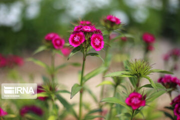 Showy flowers in northeastern Iran