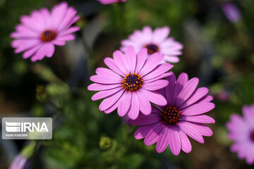 Showy flowers in northeastern Iran