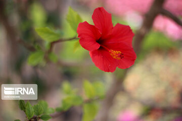 Showy flowers in northeastern Iran