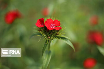 Showy flowers in northeastern Iran