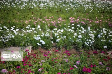 Showy flowers in northeastern Iran