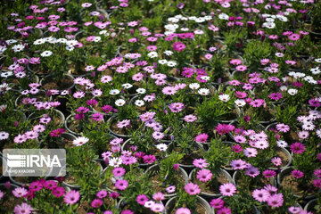 Showy flowers in northeastern Iran