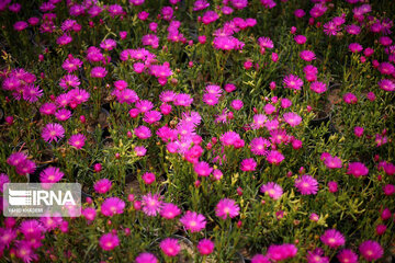 Showy flowers in northeastern Iran