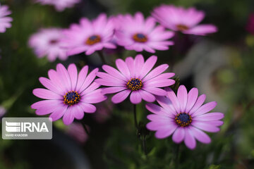 Showy flowers in northeastern Iran