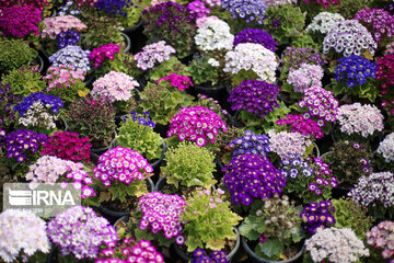 Showy flowers in northeastern Iran