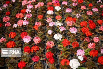 Showy flowers in northeastern Iran