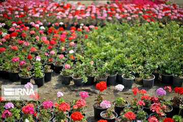 Showy flowers in northeastern Iran