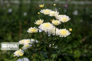 Showy flowers in northeastern Iran