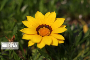 Showy flowers in northeastern Iran