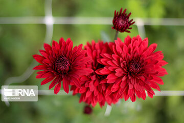 Showy flowers in northeastern Iran