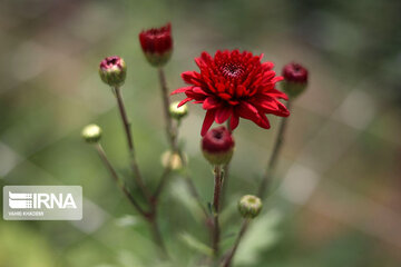 Showy flowers in northeastern Iran