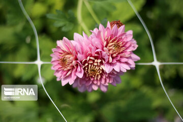 Showy flowers in northeastern Iran