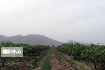 Pistachio gardens in southeastern Iran