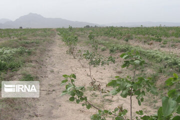 Pistachio gardens in southeastern Iran