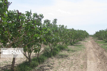 Pistachio gardens in southeastern Iran