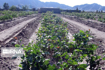 Pistachio gardens in southeastern Iran