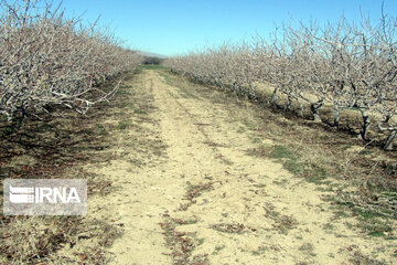 Pistachio gardens in southeastern Iran