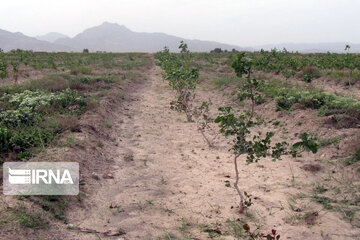 Pistachio gardens in southeastern Iran
