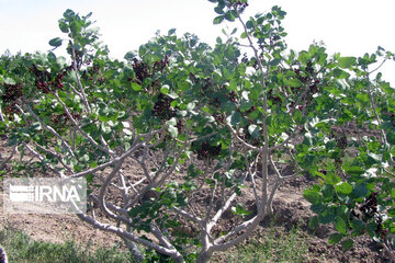 Pistachio gardens in southeastern Iran